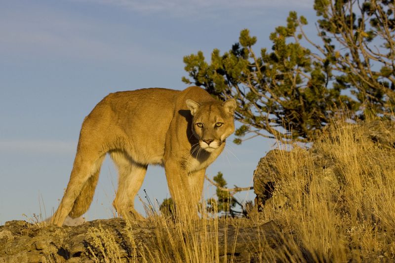 Cougar