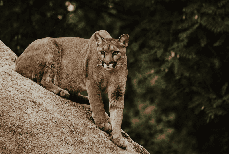 Cougar