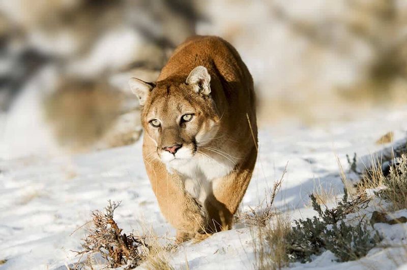 Cougar/Mountain Lion (Puma concolor)