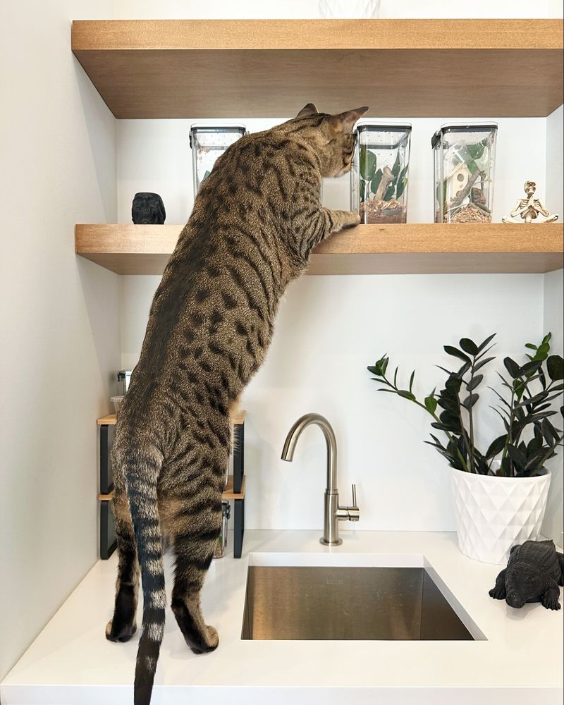 Counter Surfing Skills of Olympic Caliber