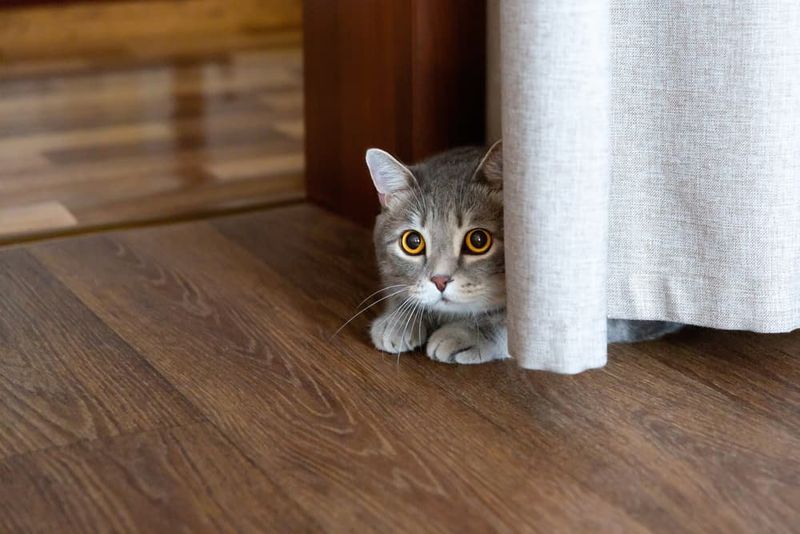 Cowering or Hiding