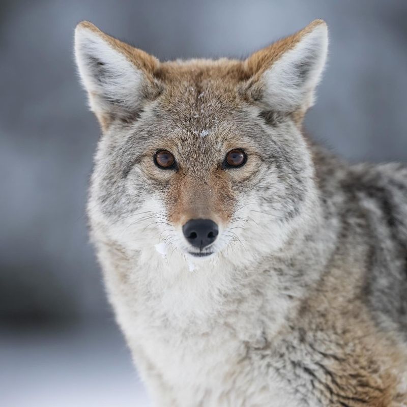 Coyotes