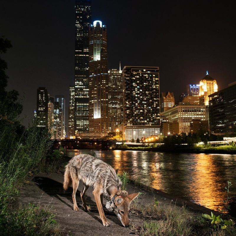 Coyotes on the Prowl