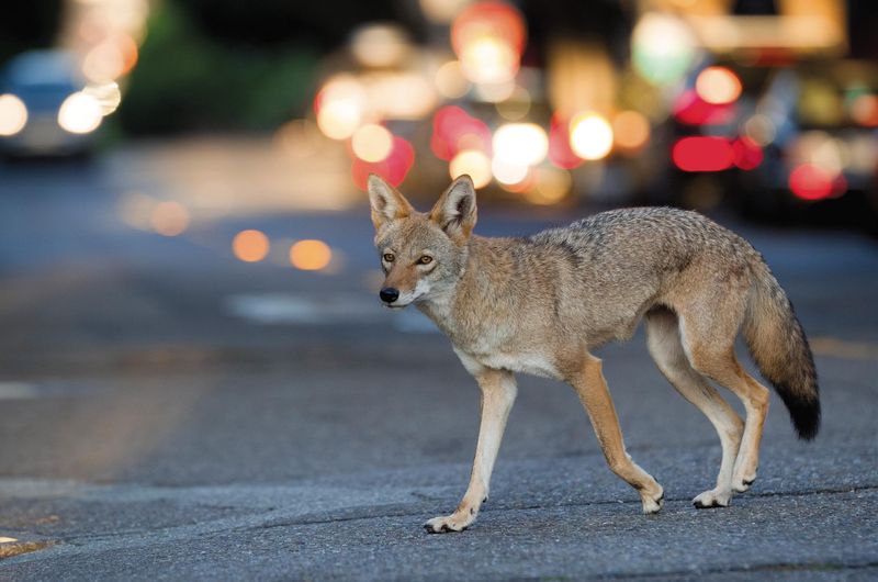 Coyotes