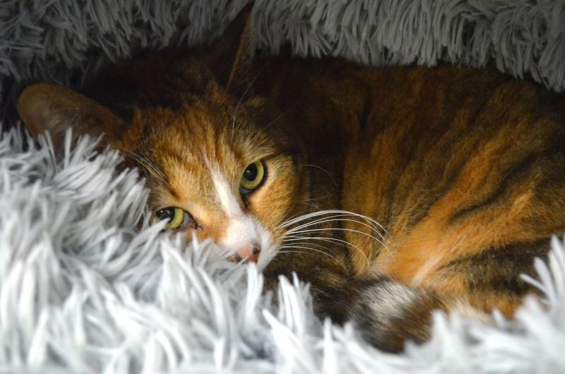 Cozy Hiding Places