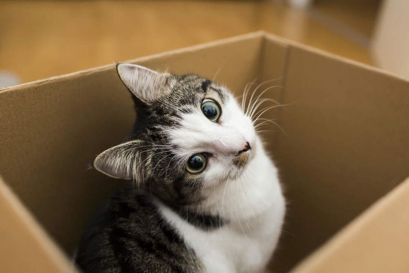 Create Cardboard Box Hideaways