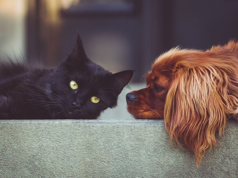 Create Safe Spaces for Each Pet