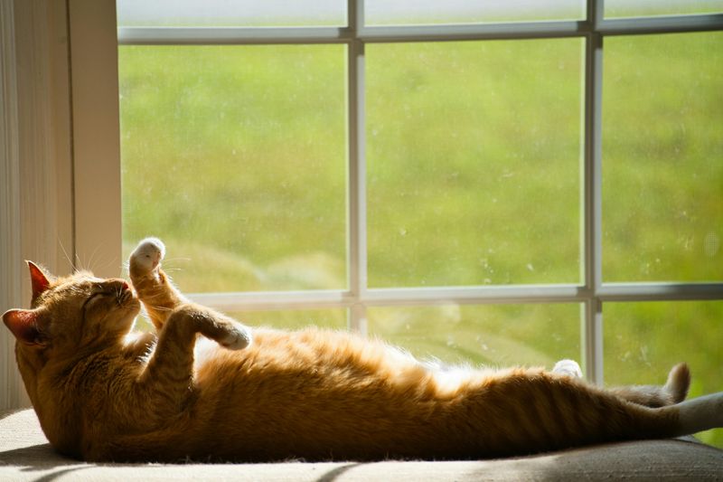 Create Sunshine Napping Spots
