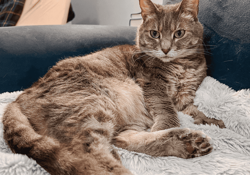 Create a Cozy Cat Haven