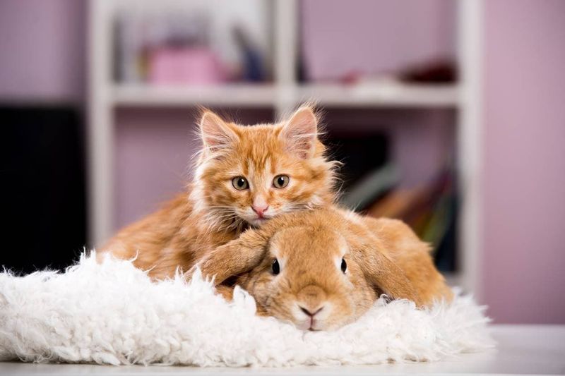 Creating Safe Spaces For Both Pets