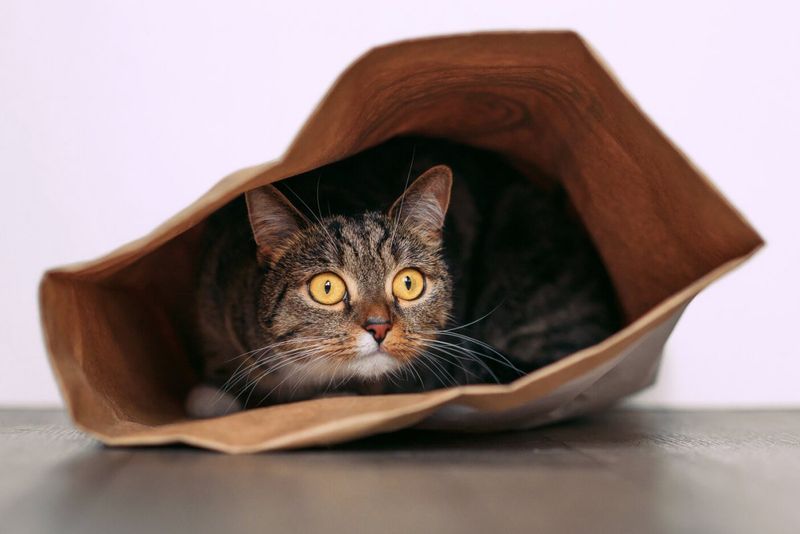 Crinkly Paper: The Unpredictable Nuisance