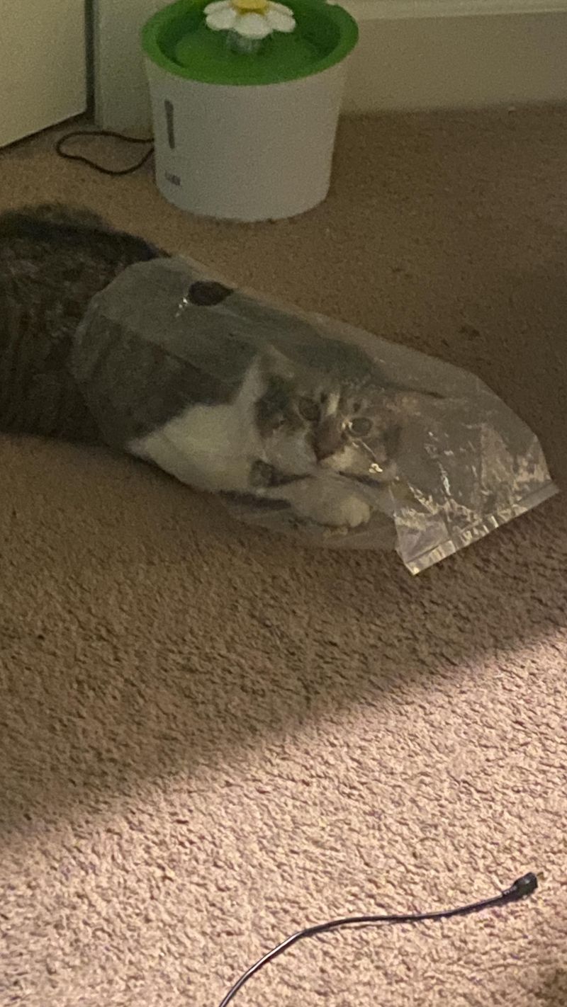 Crinkly Plastic: The Rustling Repellent