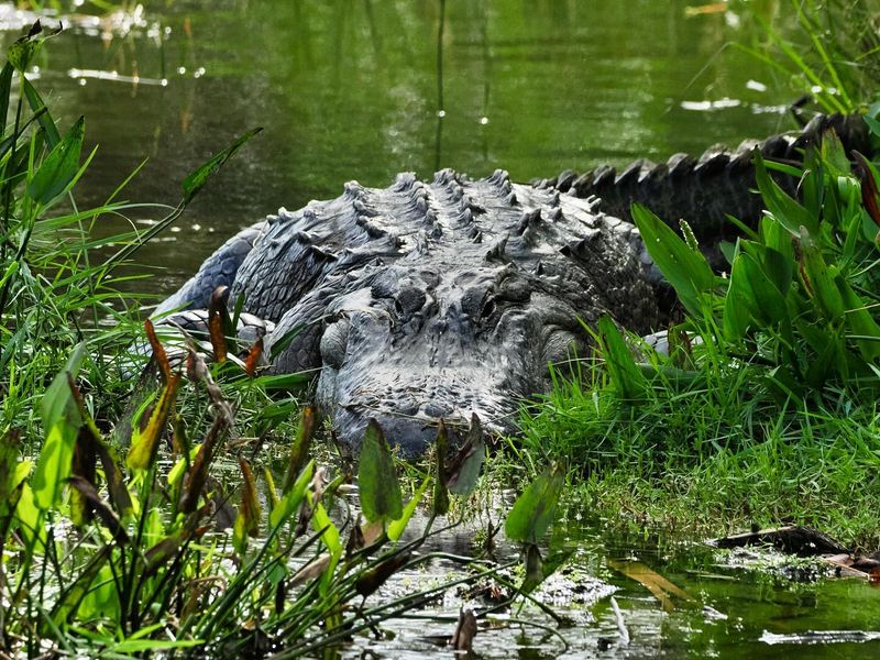 Crocodiles and Alligators