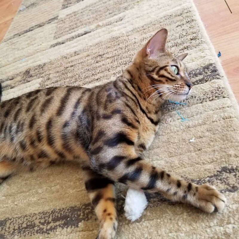 Crossbreed: Bengals