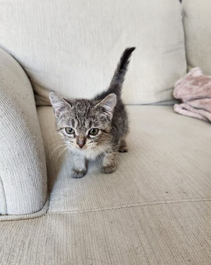 Crossbreed: Munchkins