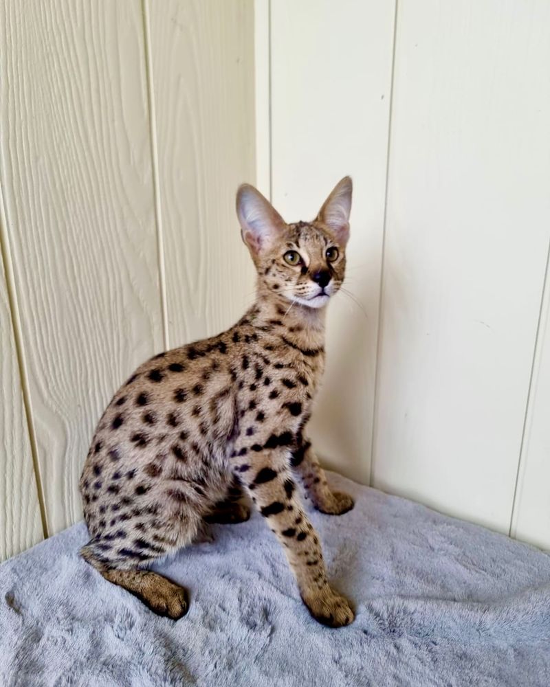 Crossbreed: Savannah