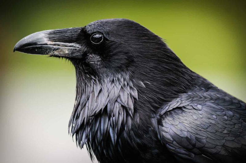 Crows