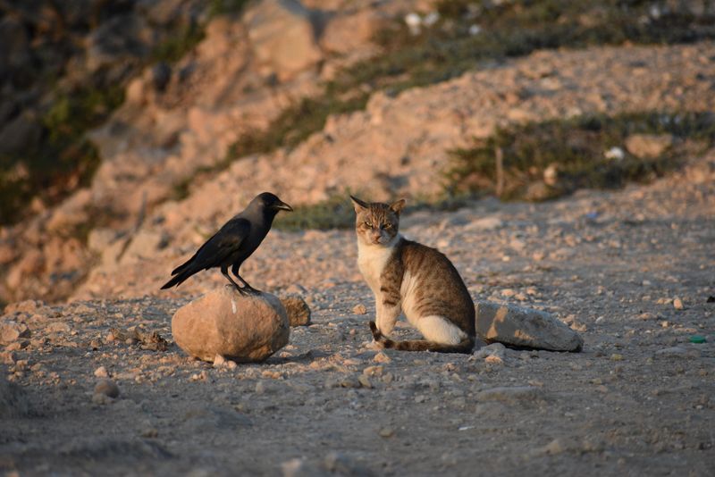 Crows