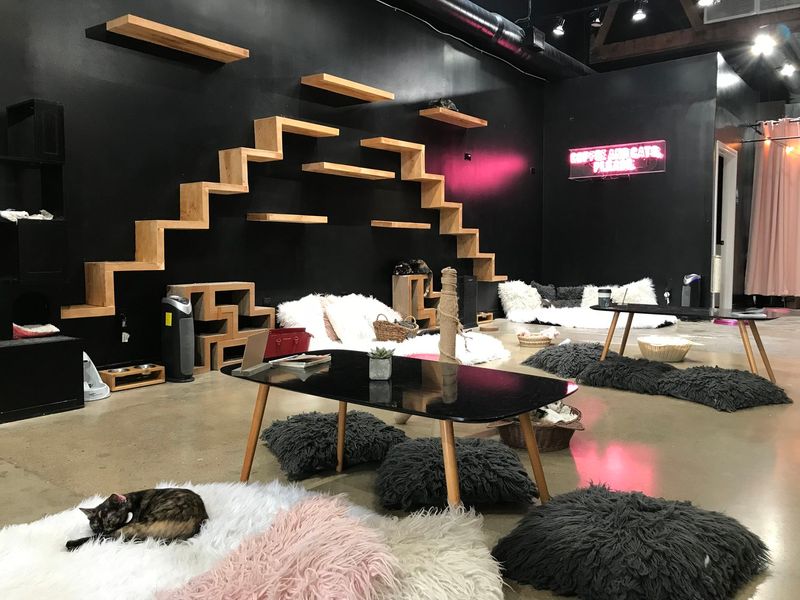 Crumbs & Whiskers – Washington, D.C. & Los Angeles, California