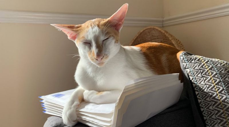 Curled Up While You Work