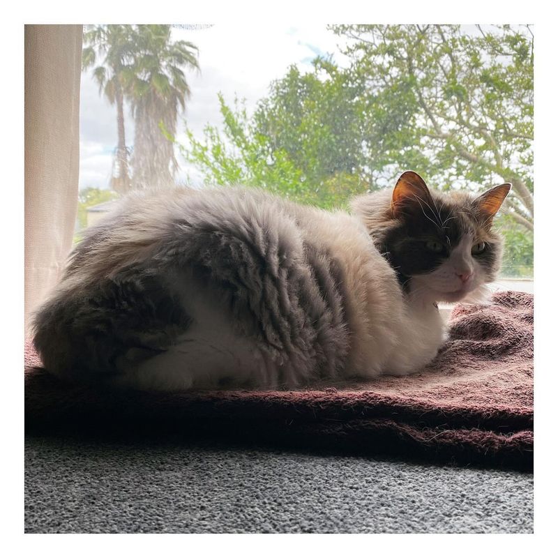 Cute: Chirping at Birds Through Windows