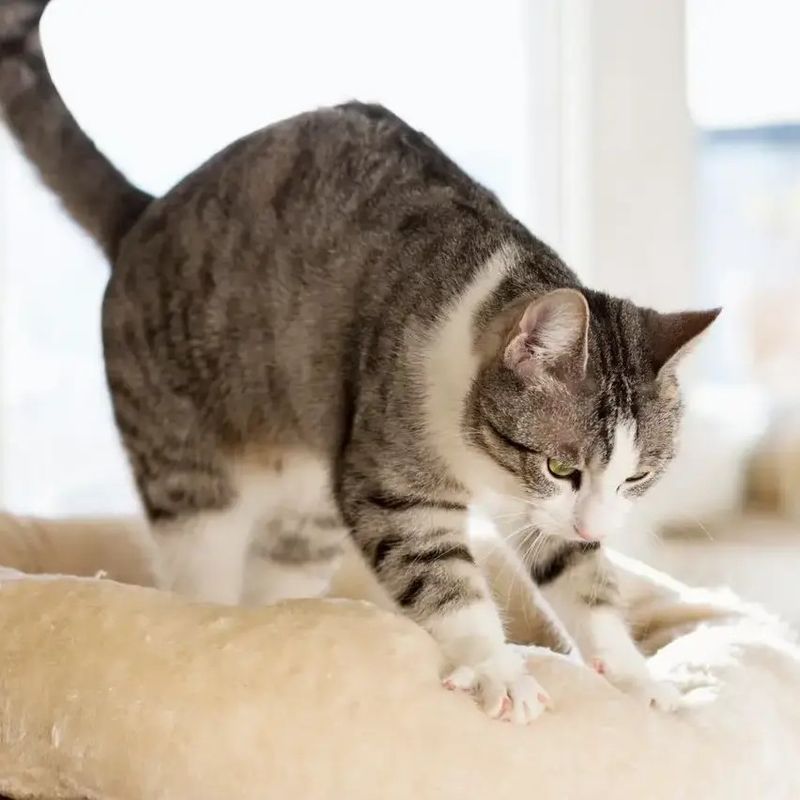 Cute: Kneading Their Paws on Soft Surfaces
