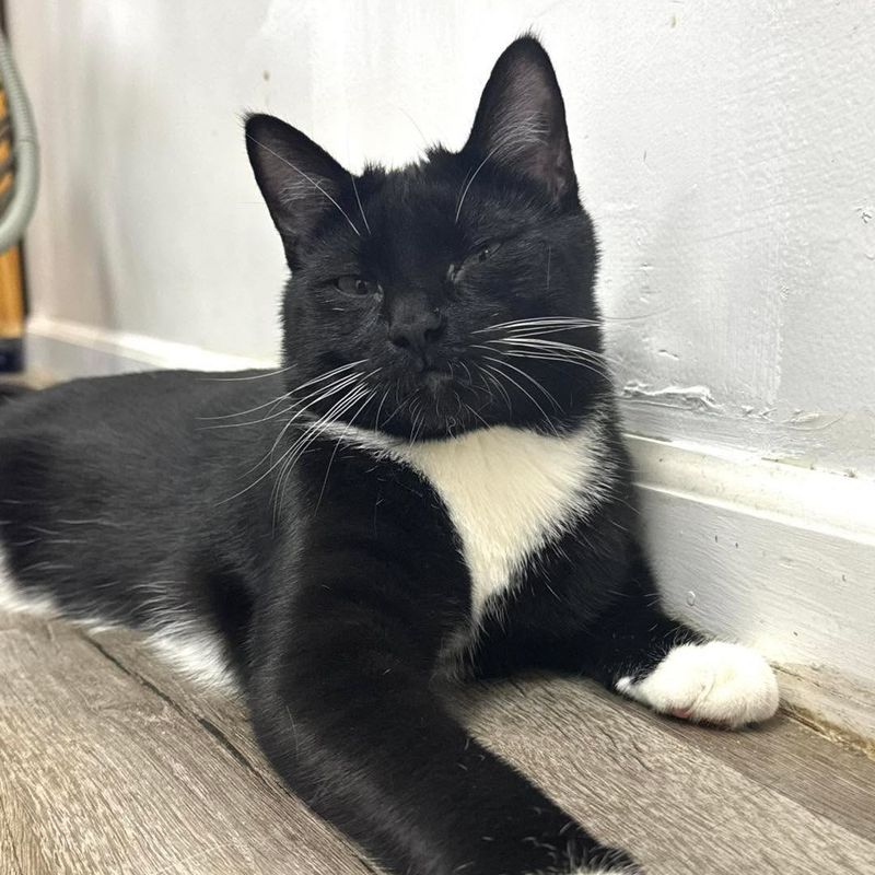 Cute: Slow Blinking at Their Humans