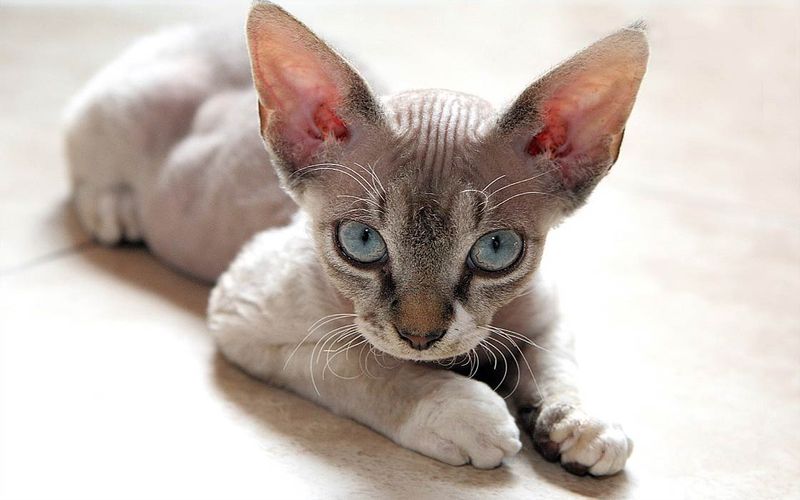 Cuteness Factor