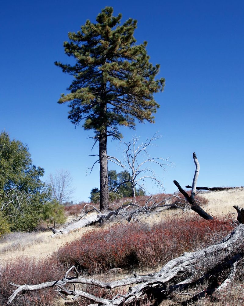 Cuyamaca Rancho State Park, California