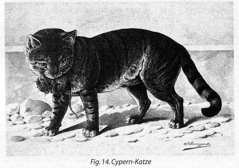 Cyprus Sailor Cat