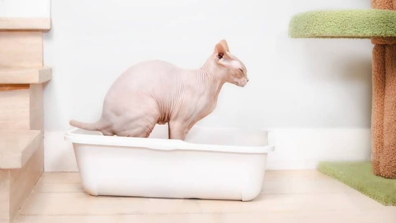 Daily Bathroom Routine
