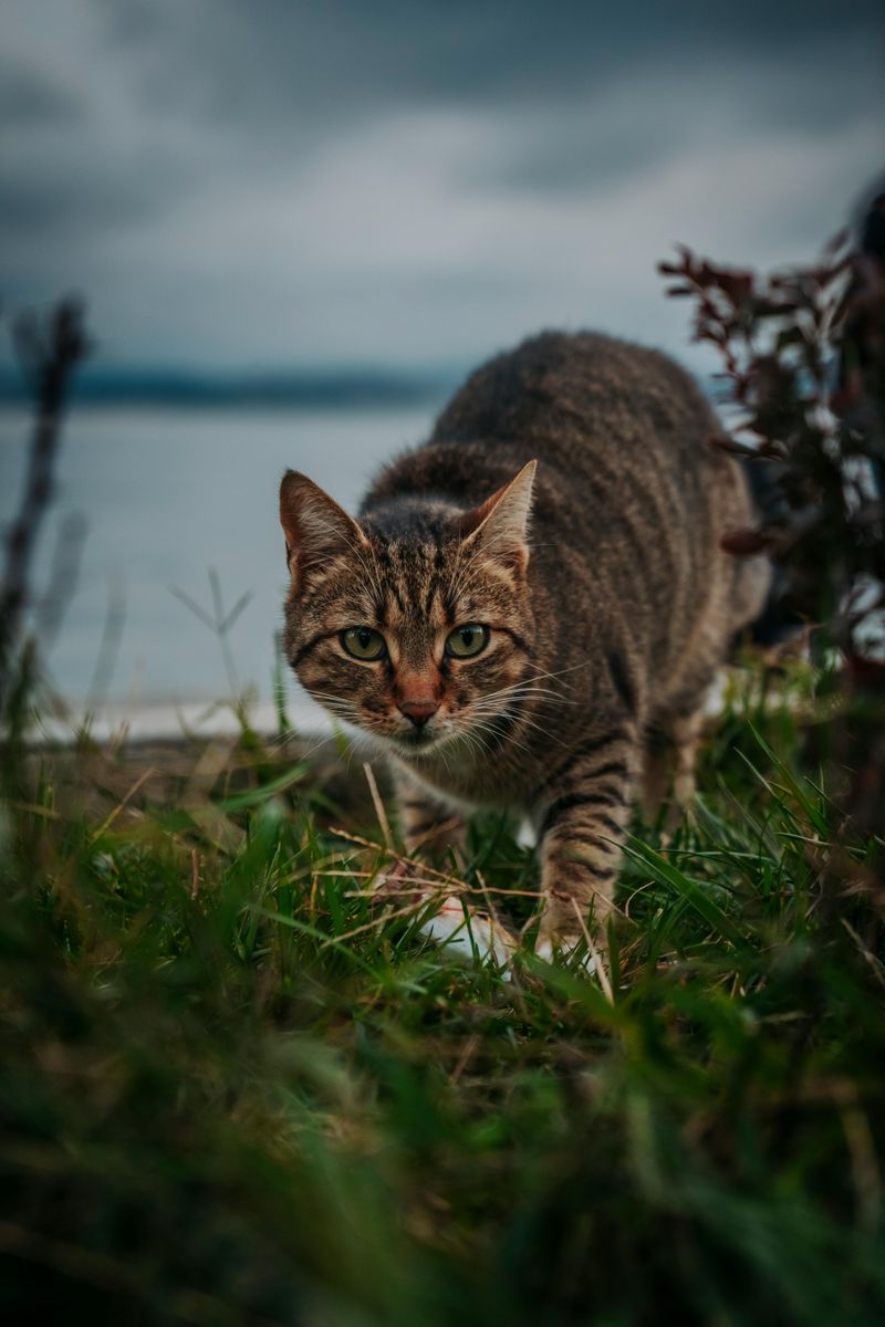 Dawn Hunting Expeditions