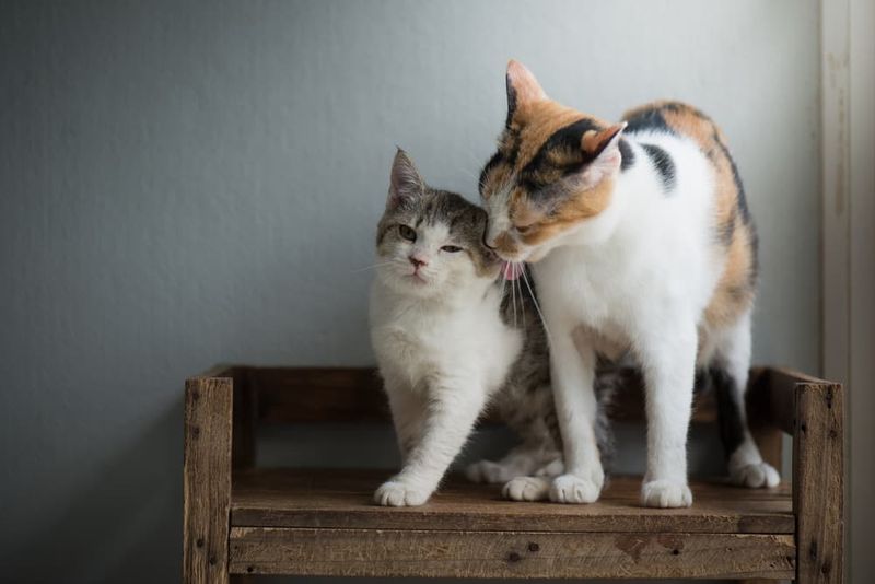 Decide Between Kitten or Adult Cat