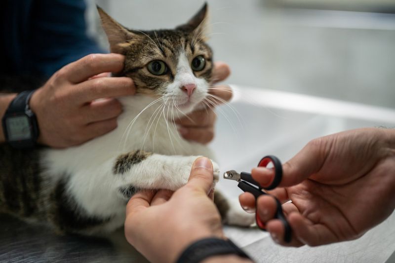Declawing or Lack of Scratching Options