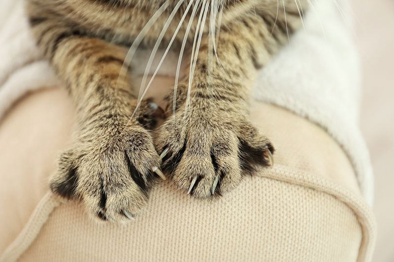 Declawing