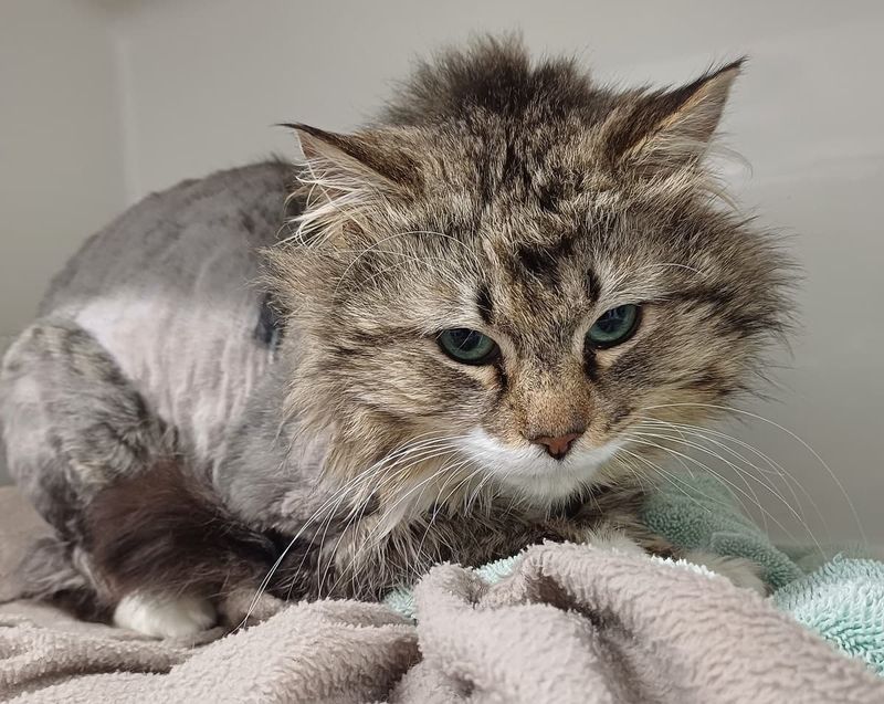 Decreased Grooming Leading to Unkempt Appearance