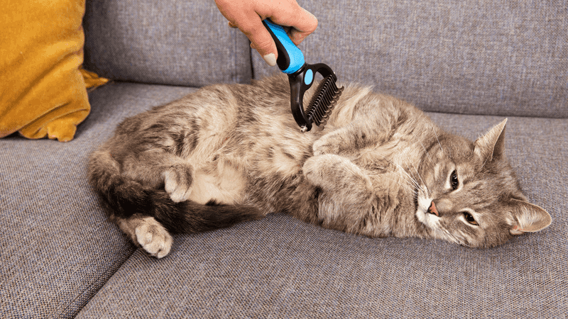 Decreased Grooming