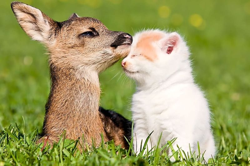 Deer