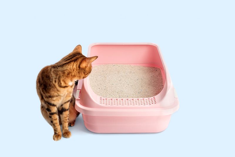 Defecating Outside the Litter Box