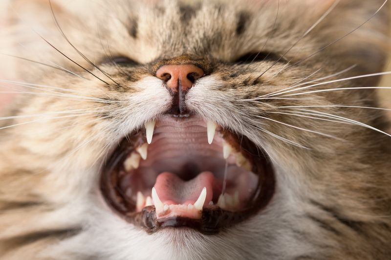 Dental Examinations