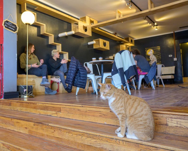 Denver Cat Company – Denver, Colorado