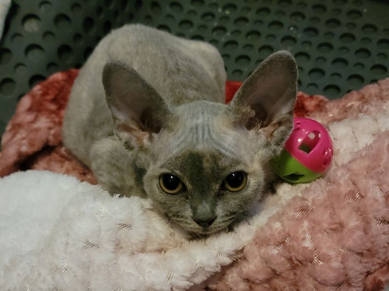 Devon Rex