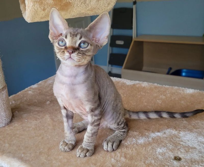 Devon Rex