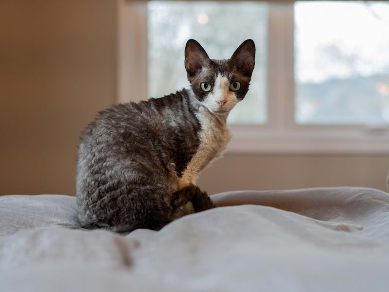 Devon Rex