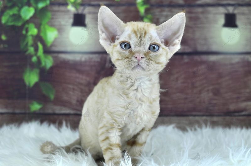 Devon Rex