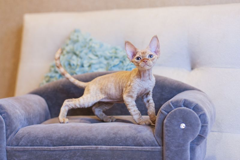 Devon Rex