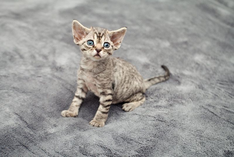 Devon Rex