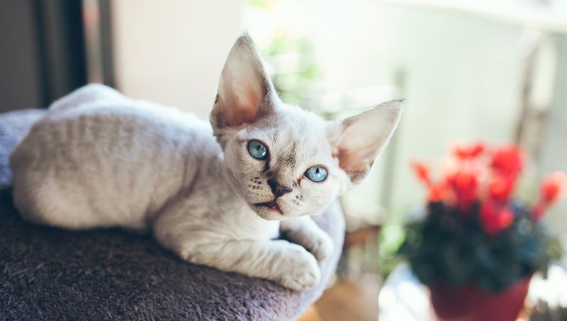 Devon Rex