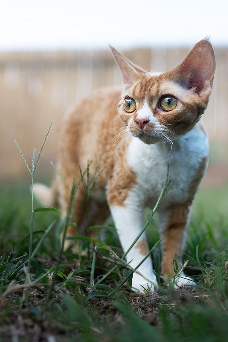 Devon Rex