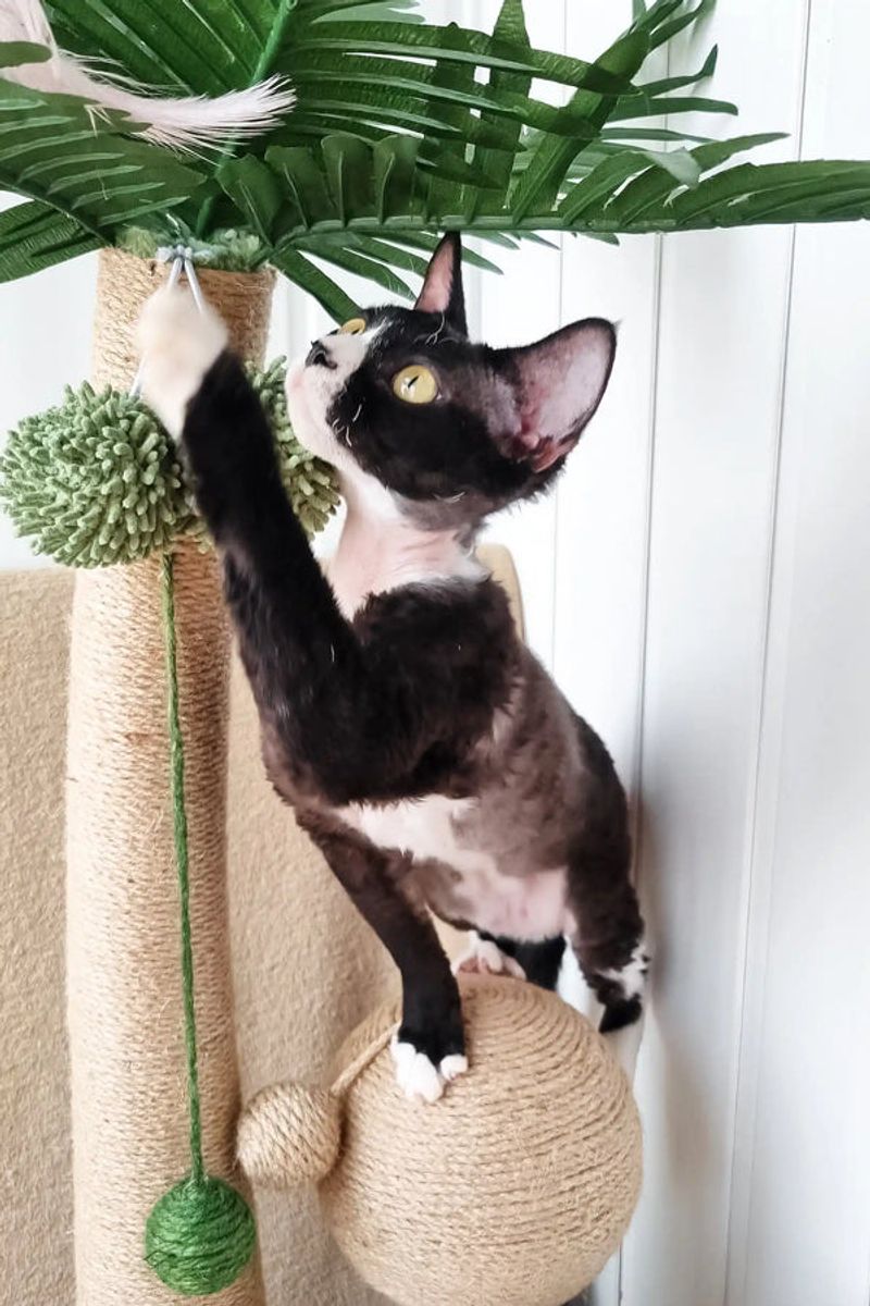 Devon Rex